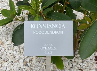 Konstancja, rododendron