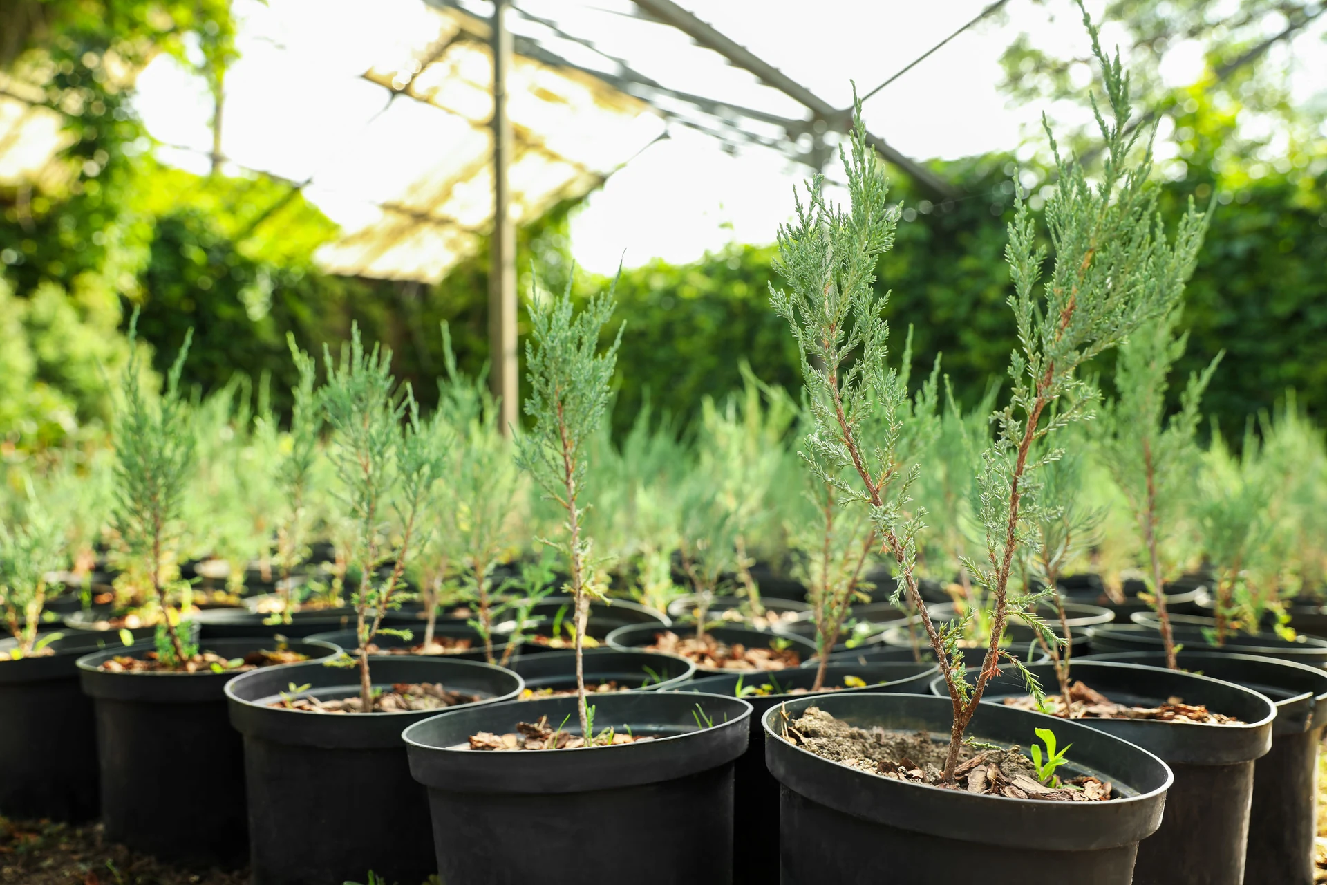 Akcja: Zielone Uniwersum